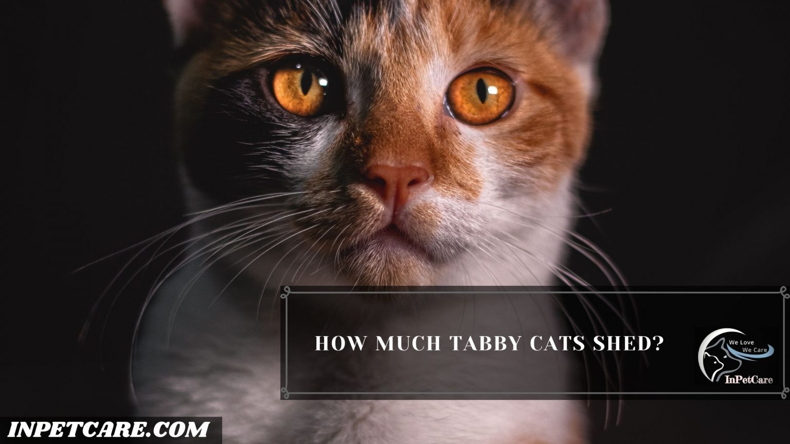 Are Tabby Cats Hypoallergenic? Tips For Family With Allergy