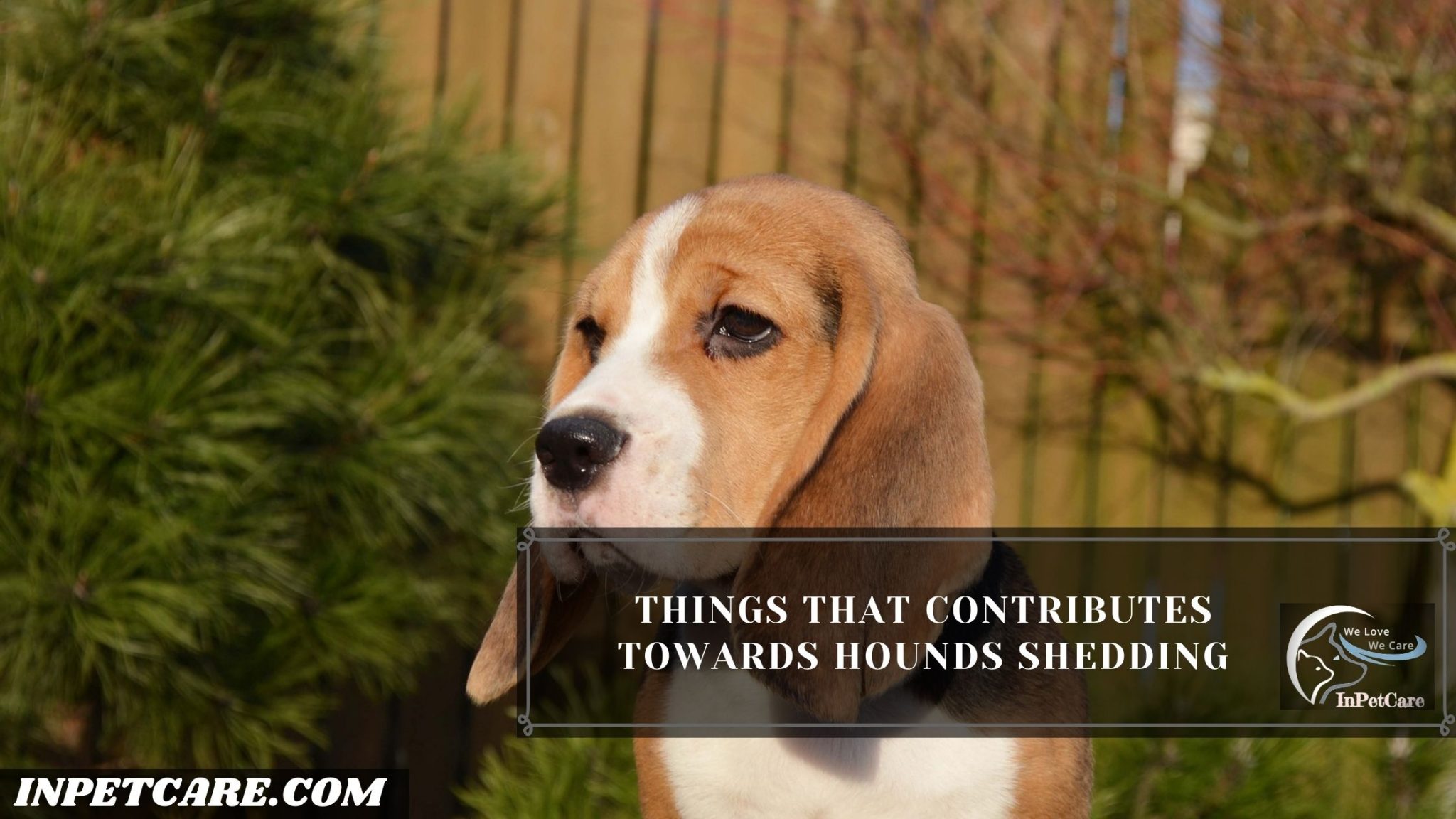 Do Hounds Shed? (Tips To Control Its Excessive Shedding)