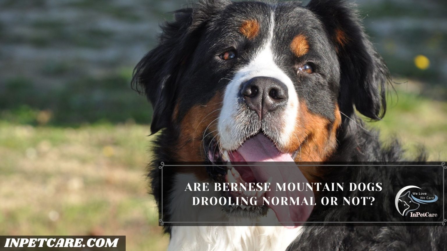 Do Bernese Mountain Dogs Drool? (Tips To Control Drooling)