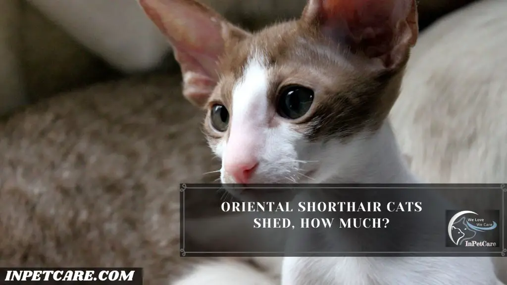 Are Oriental Shorthair Cats Hypoallergenic?