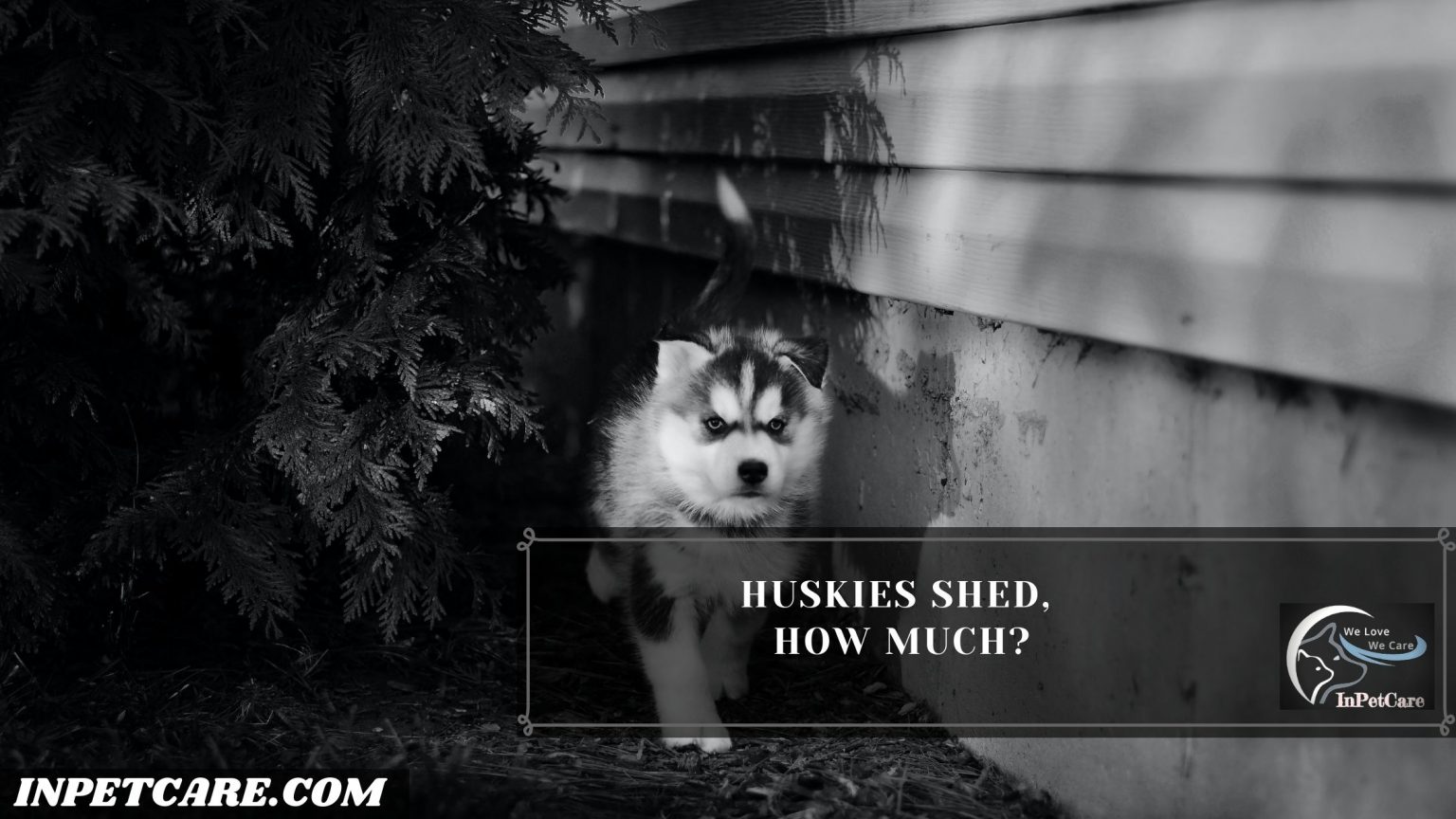 Are Huskies Hypoallergenic? Tips For Families With Allergies