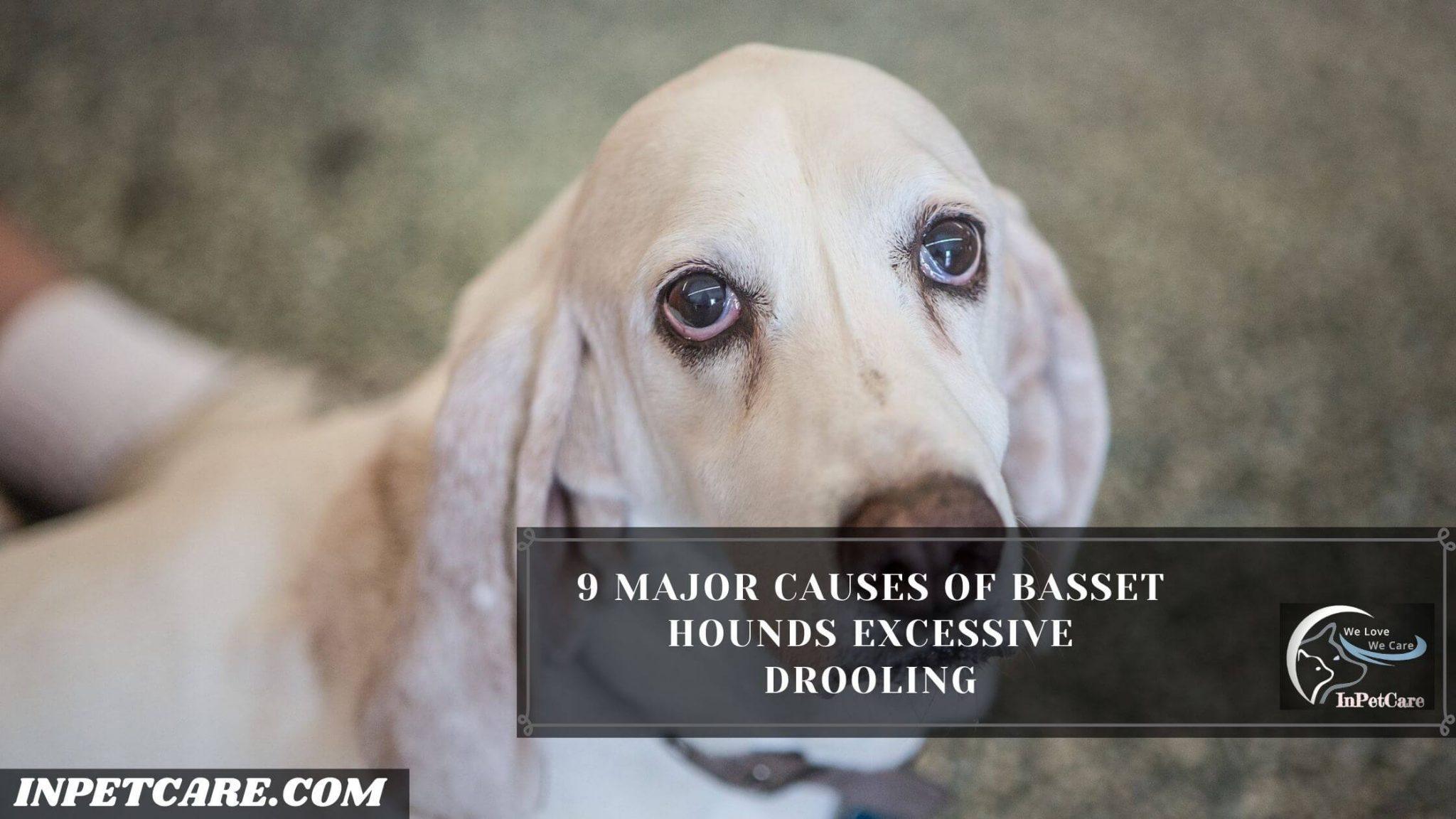 Do Basset Hounds Drool? 11 Tips & Treatments To Control It