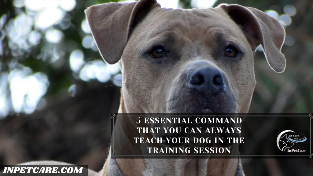 Are Pitbulls Easy To Train