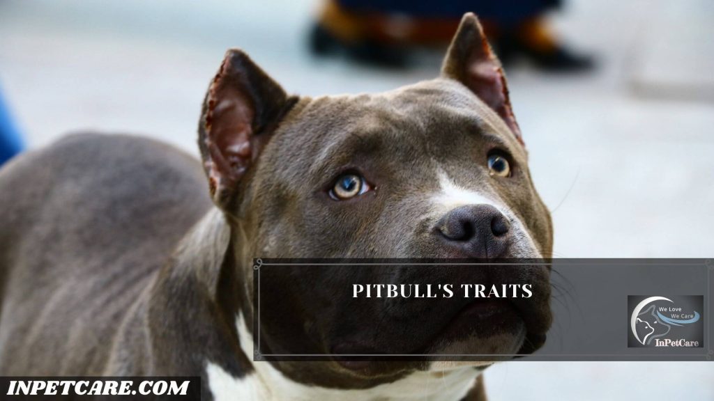 Are Pitbulls Safe