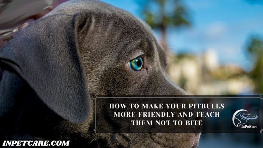 Are Pitbulls Friendly? (9 Tips To Raise A Friendly Pitbull)