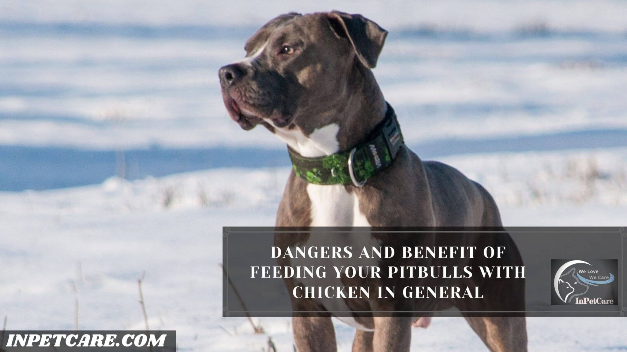 Can Pitbulls Eat Chicken? How Much?