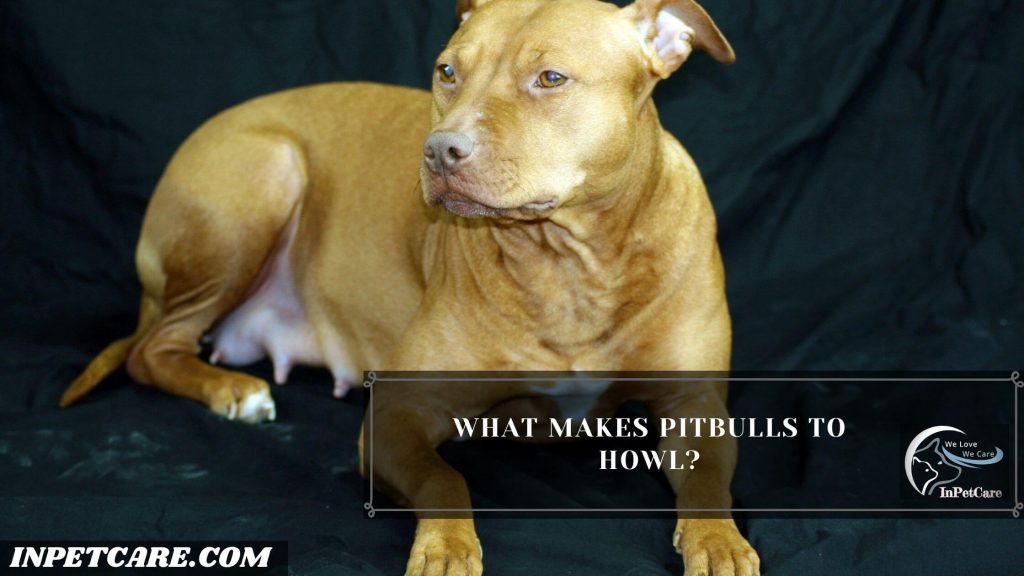 Do Pitbull Howl