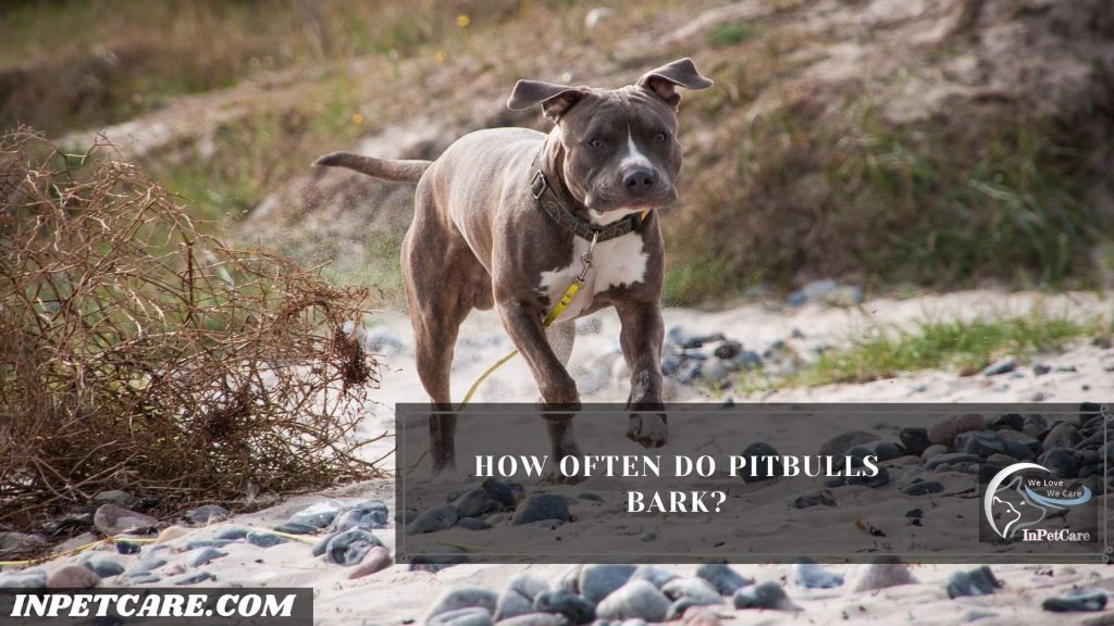 Do Pitbulls Bark A Lot, Why Do Pitbulls Bark A Lot