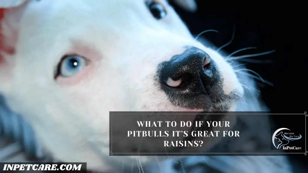 Can Pitbulls Eat Grapes & Raisins?