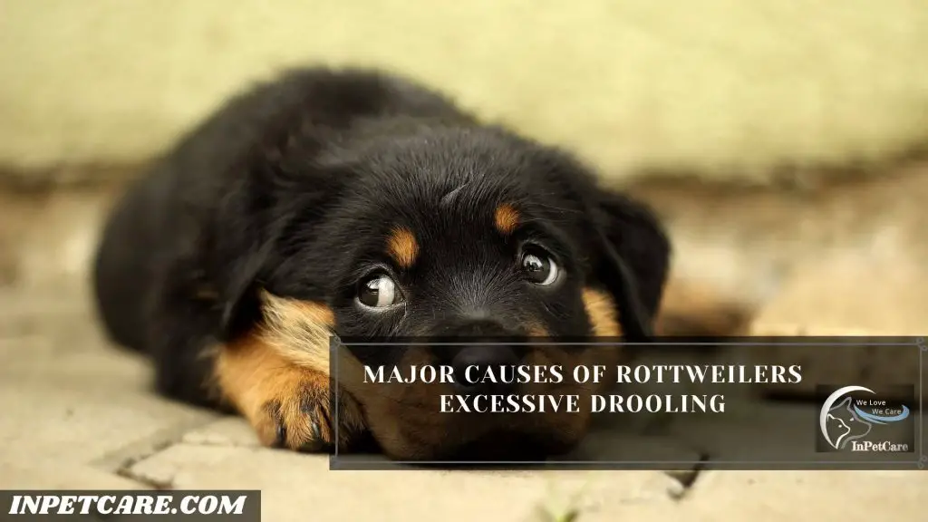 Do Rottweilers Drool?