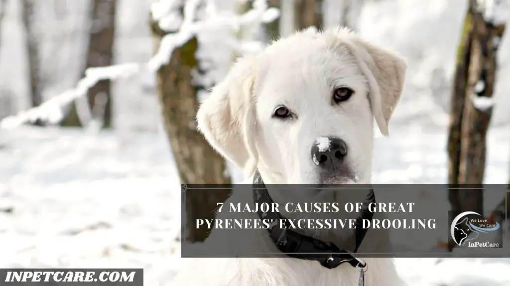 Do Great Pyrenees Drool?