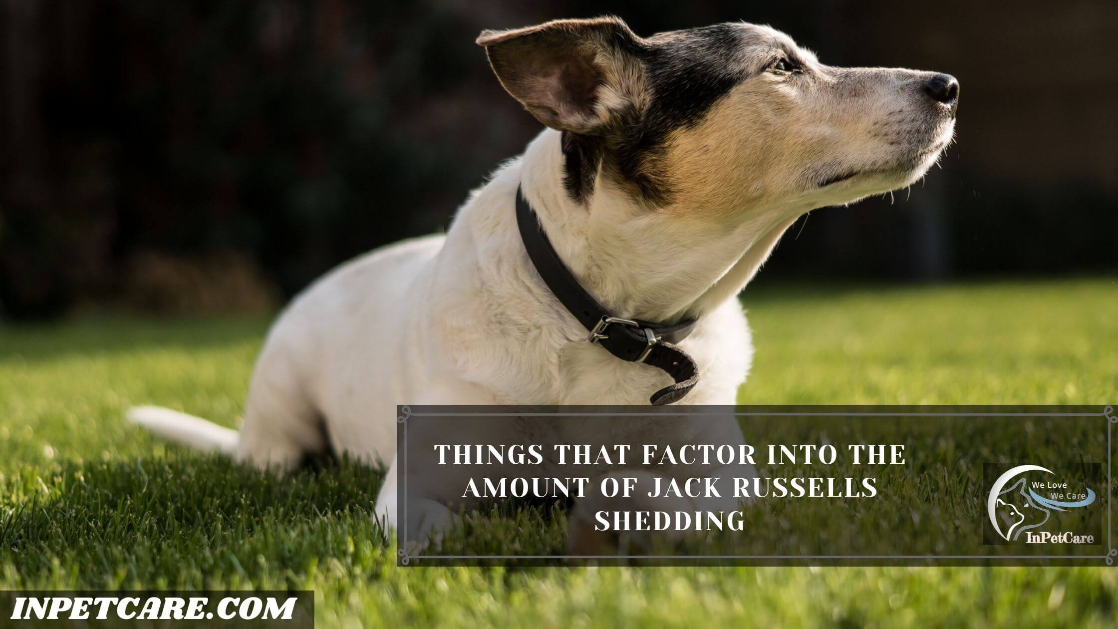 Do Jack Russells Shed? (3 Tips To Control Its Shedding)