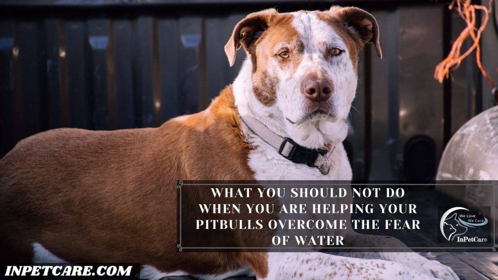 Do Pitbulls Like Water?