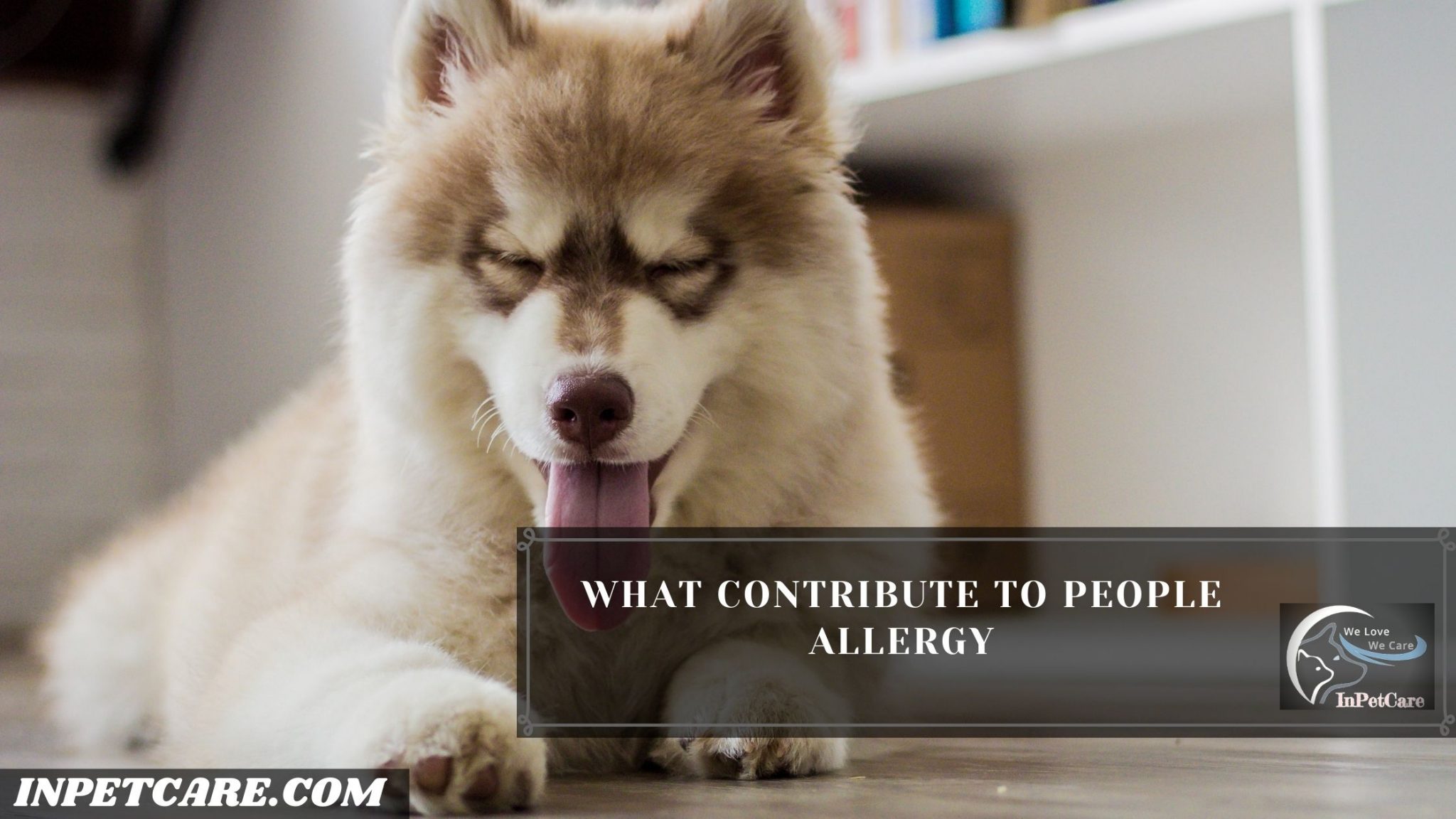 Are Huskies Hypoallergenic? Tips For Families With Allergies