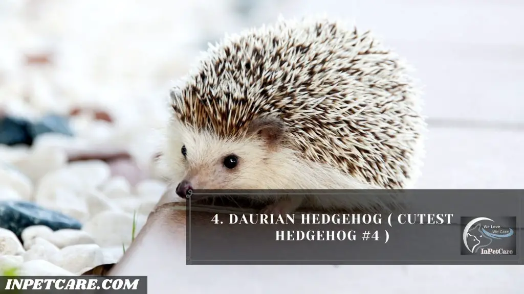 9 Cutest Hedgehogs Of The World To Pet 
