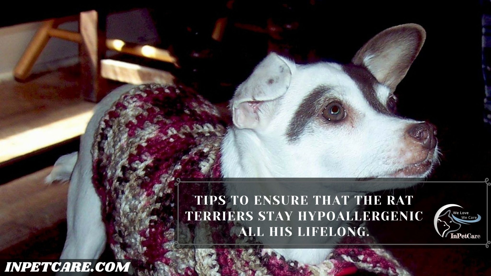 Are Rat Terriers Hypoallergenic? Tips For Allergic Families