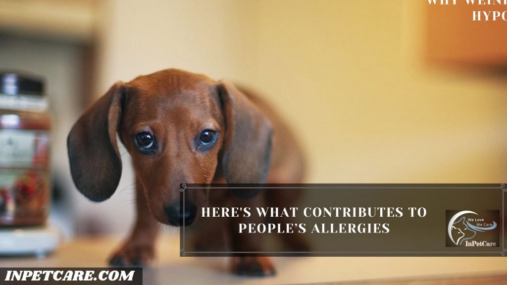 Are Weiner Dogs Hypoallergenic? 