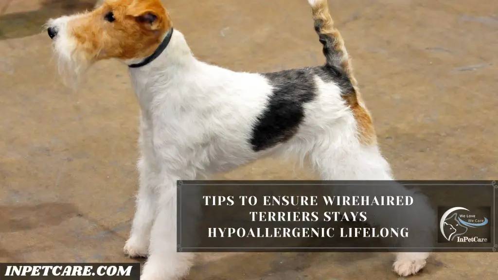 Are Wirehaired Terriers Hypoallergenic? 
