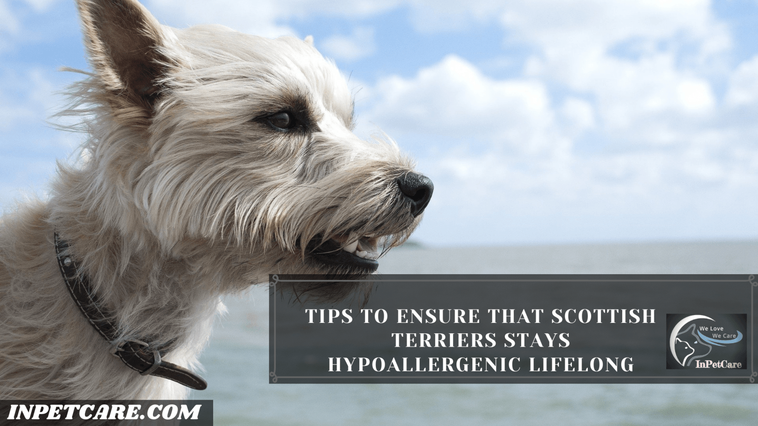 Are Scottish Terriers Hypoallergenic? Tips To Control Its Shedding