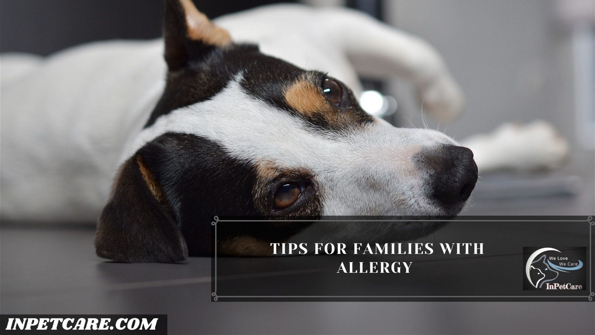 Are Jack Russell Terriers Hypoallergenic?