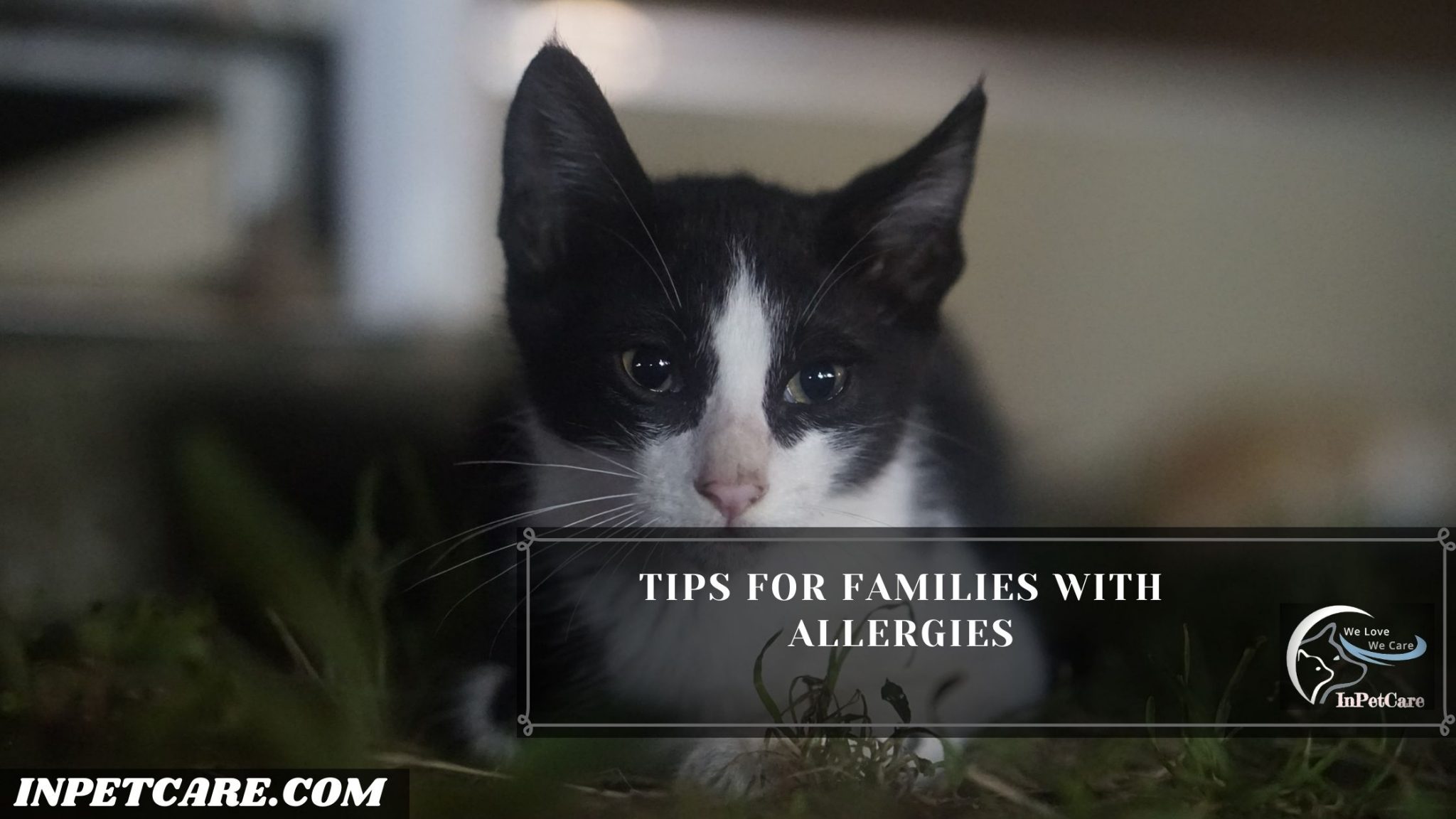 Are Tuxedo Cats Hypoallergenic? Tips For Allergic Families