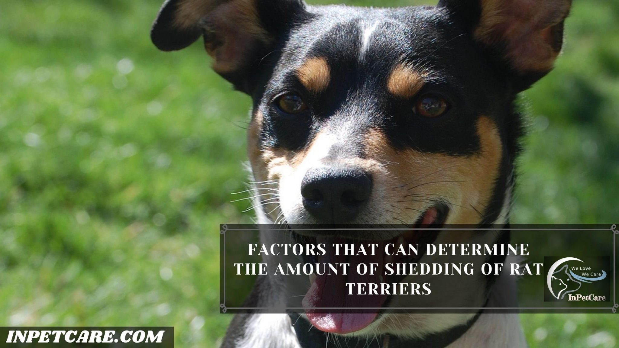 Do Rat Terriers Shed? Tips To Control Its Shedding