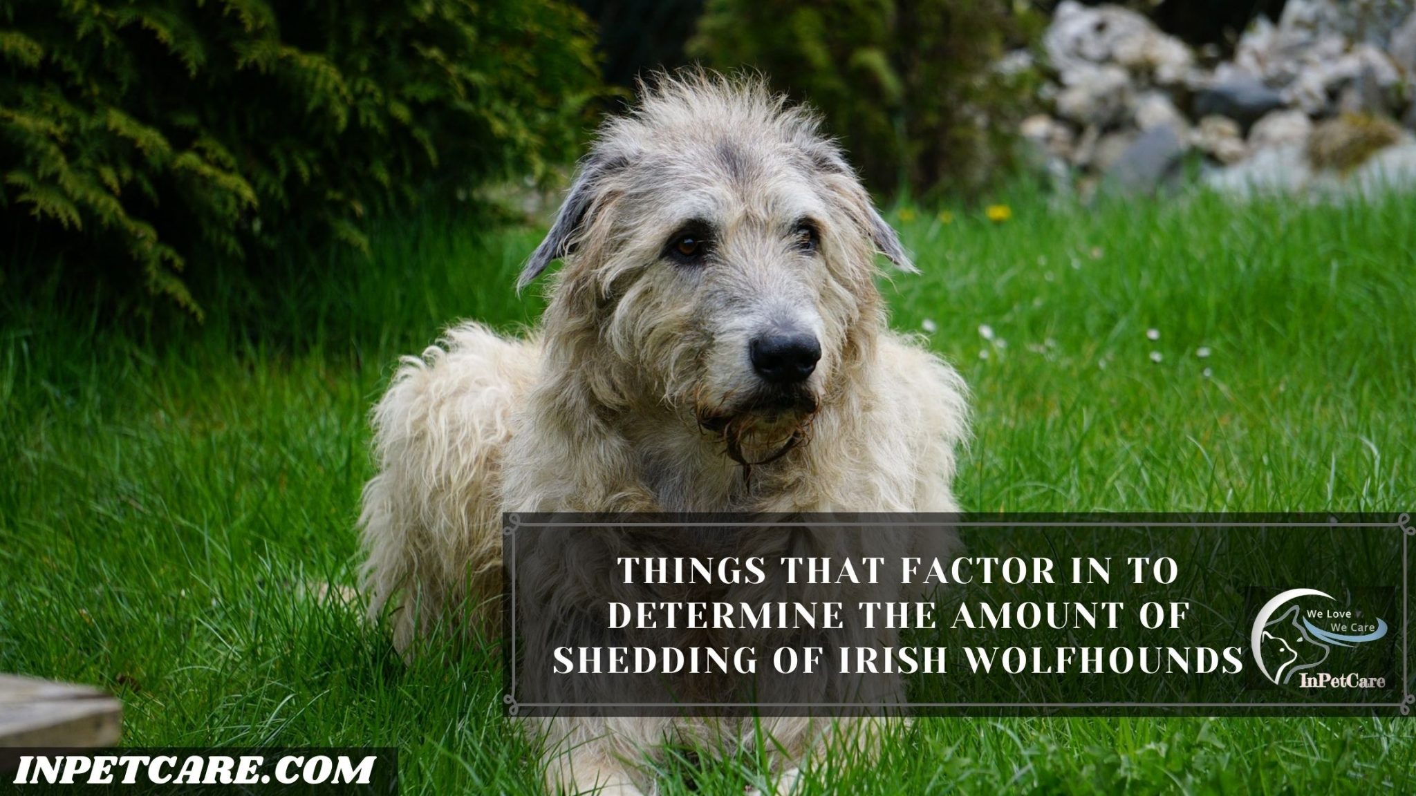 Do Irish Wolfhounds Shed? (Tips To Control Its Shedding)