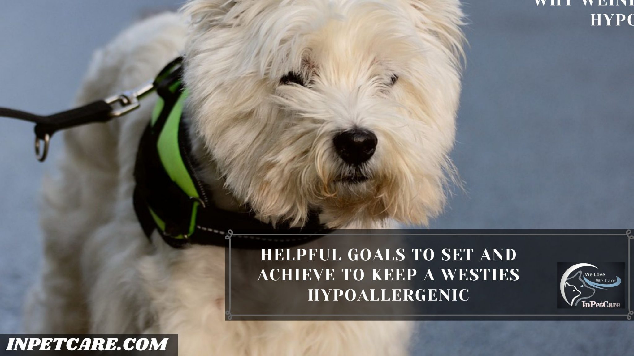 Are Westies Hypoallergenic? Tips For Families With Allergies
