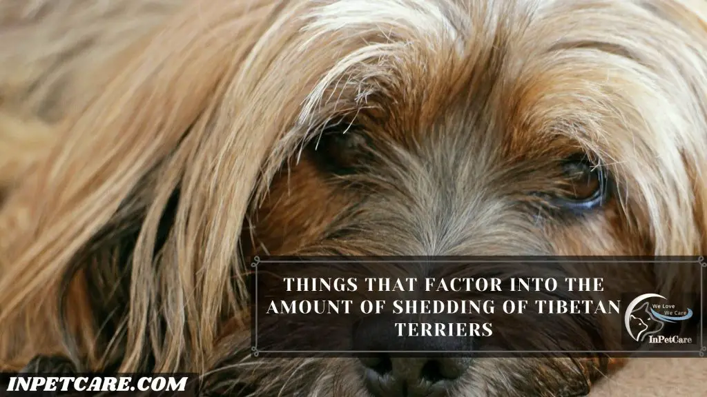 Do Tibetan Terriers Shed?