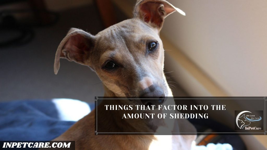 Do Italian Greyhounds Shed?