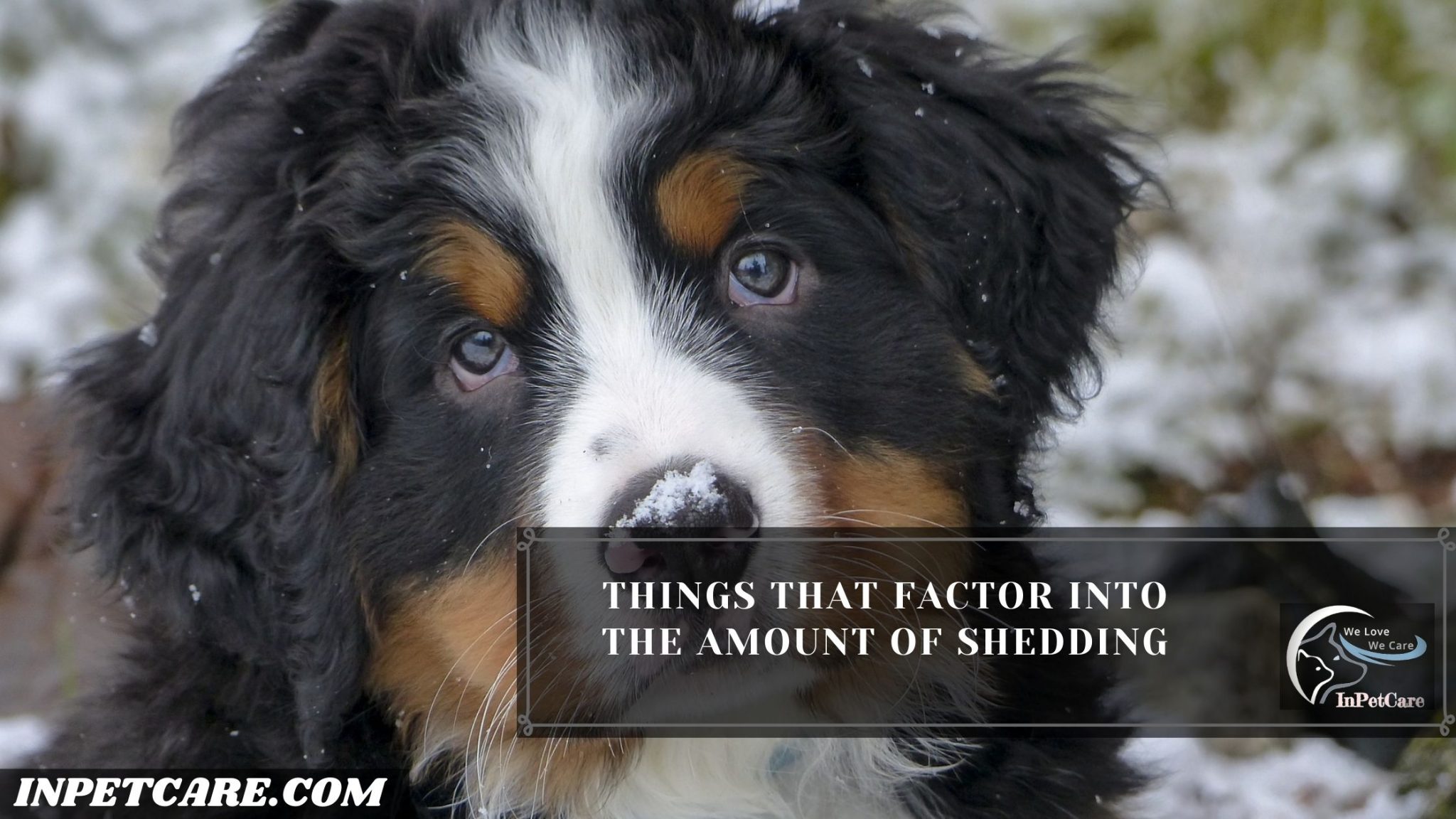 Do Bernese Mountain Dogs Shed? Tips To Control Its Shedding