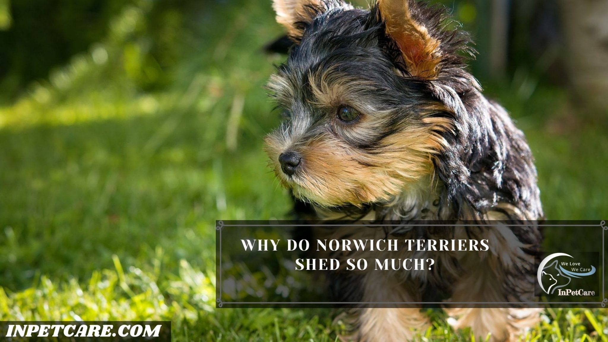 Do Norwich Terriers Shed? Tips To Control Its Shedding