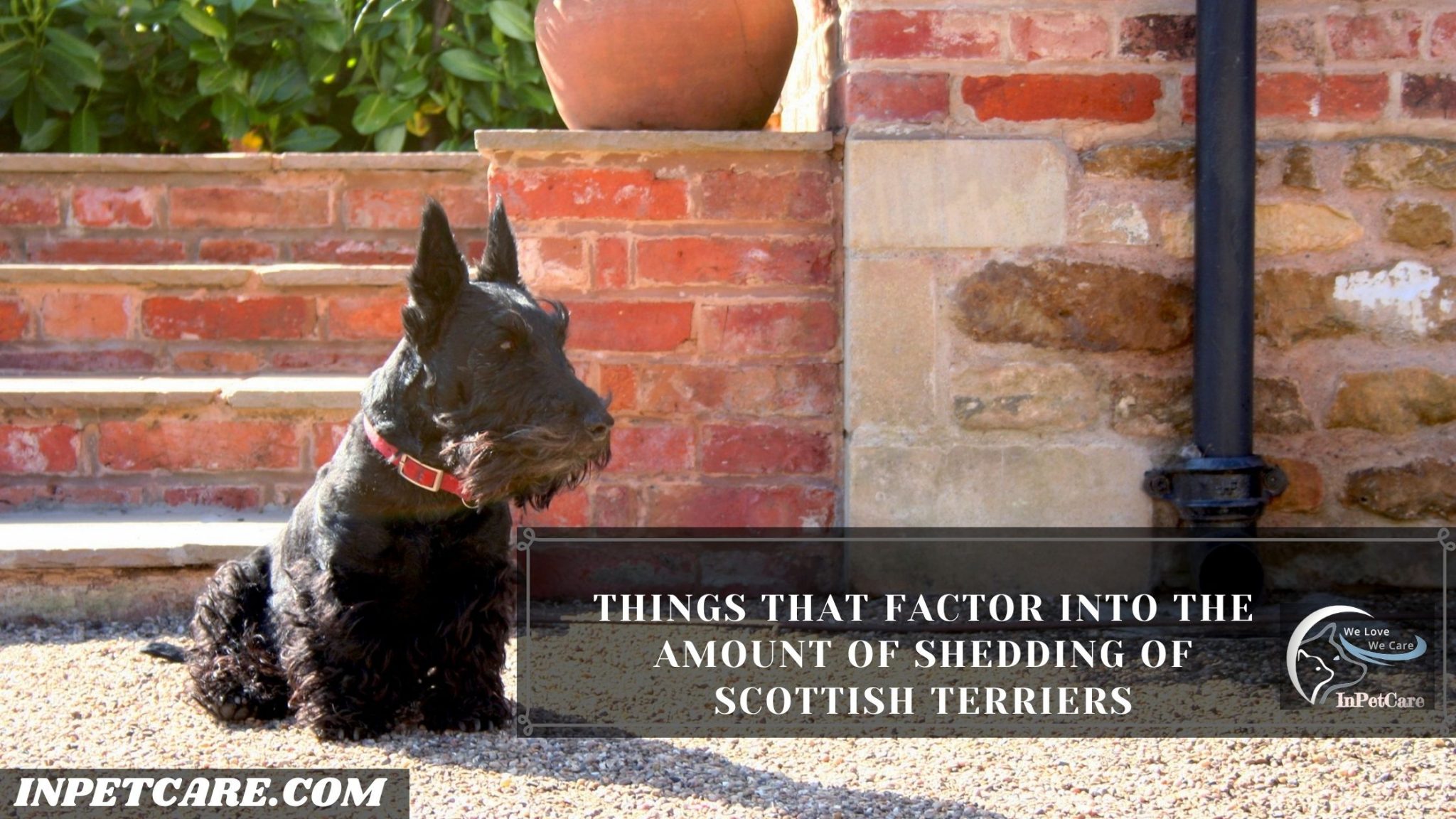 Do Scottish Terriers Shed? Tips To Control Its Shedding