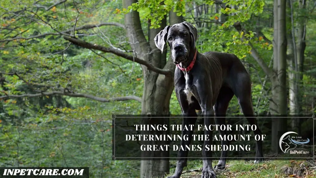 Do Great Danes Shed?