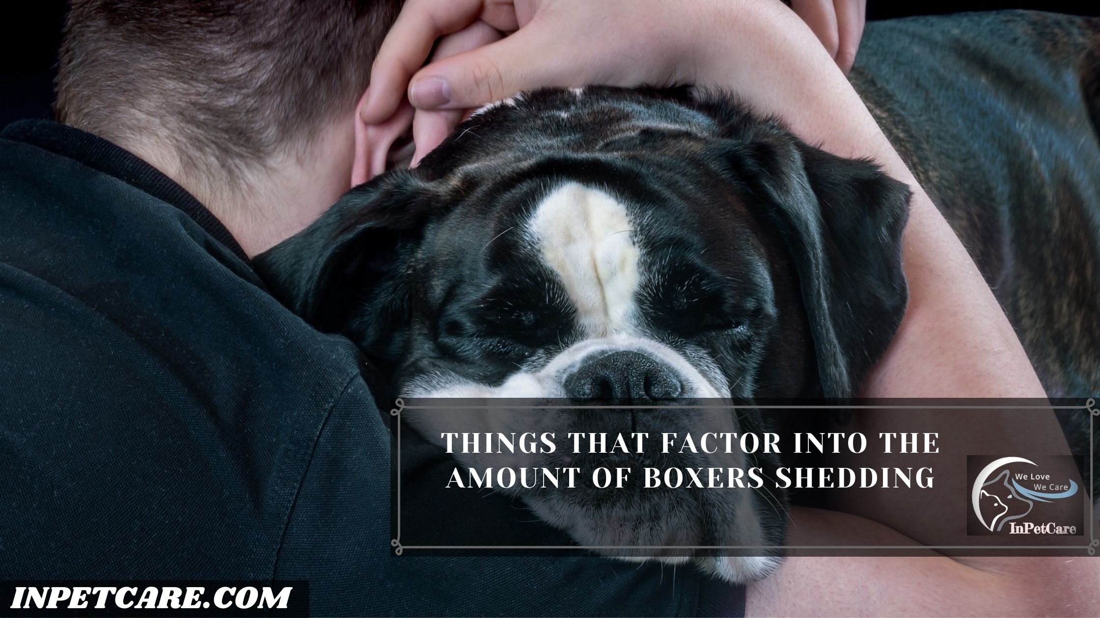 Do Boxers Shed? (11 Ways & 3 Tips To Control Its Shedding)