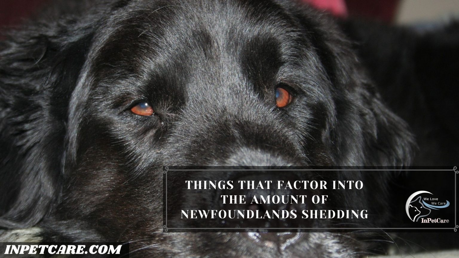 Do Newfoundlands Shed? 3 Tips To Control Its Shedding