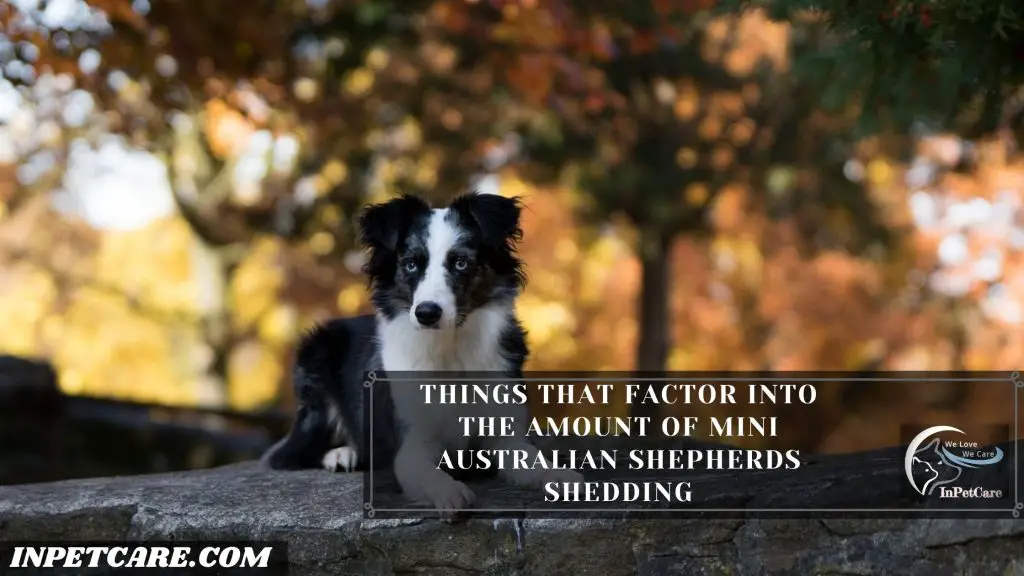 Do Mini Australian Shepherds Shed? 
