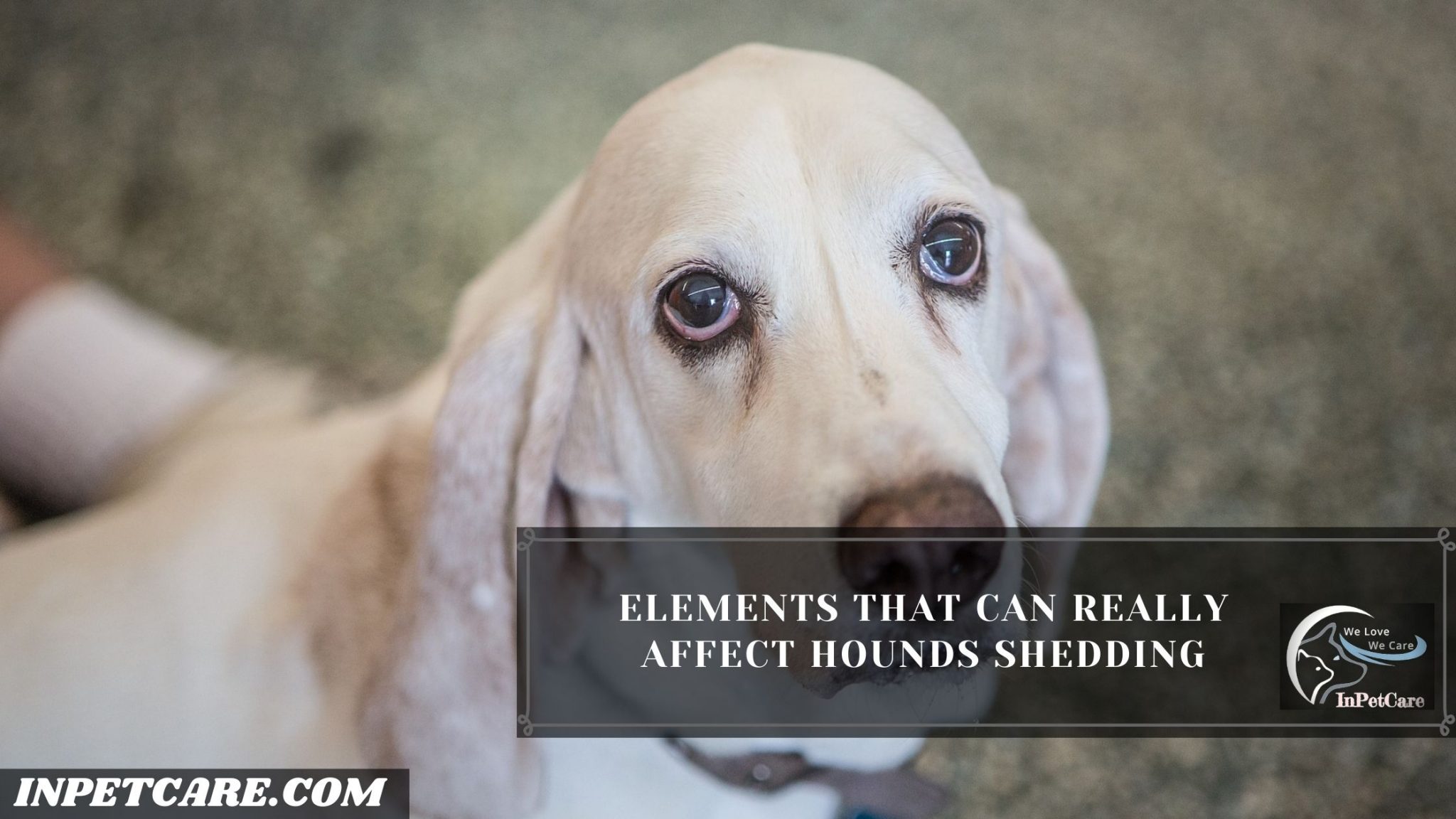 Do Hounds Shed? (Tips To Control Its Excessive Shedding)
