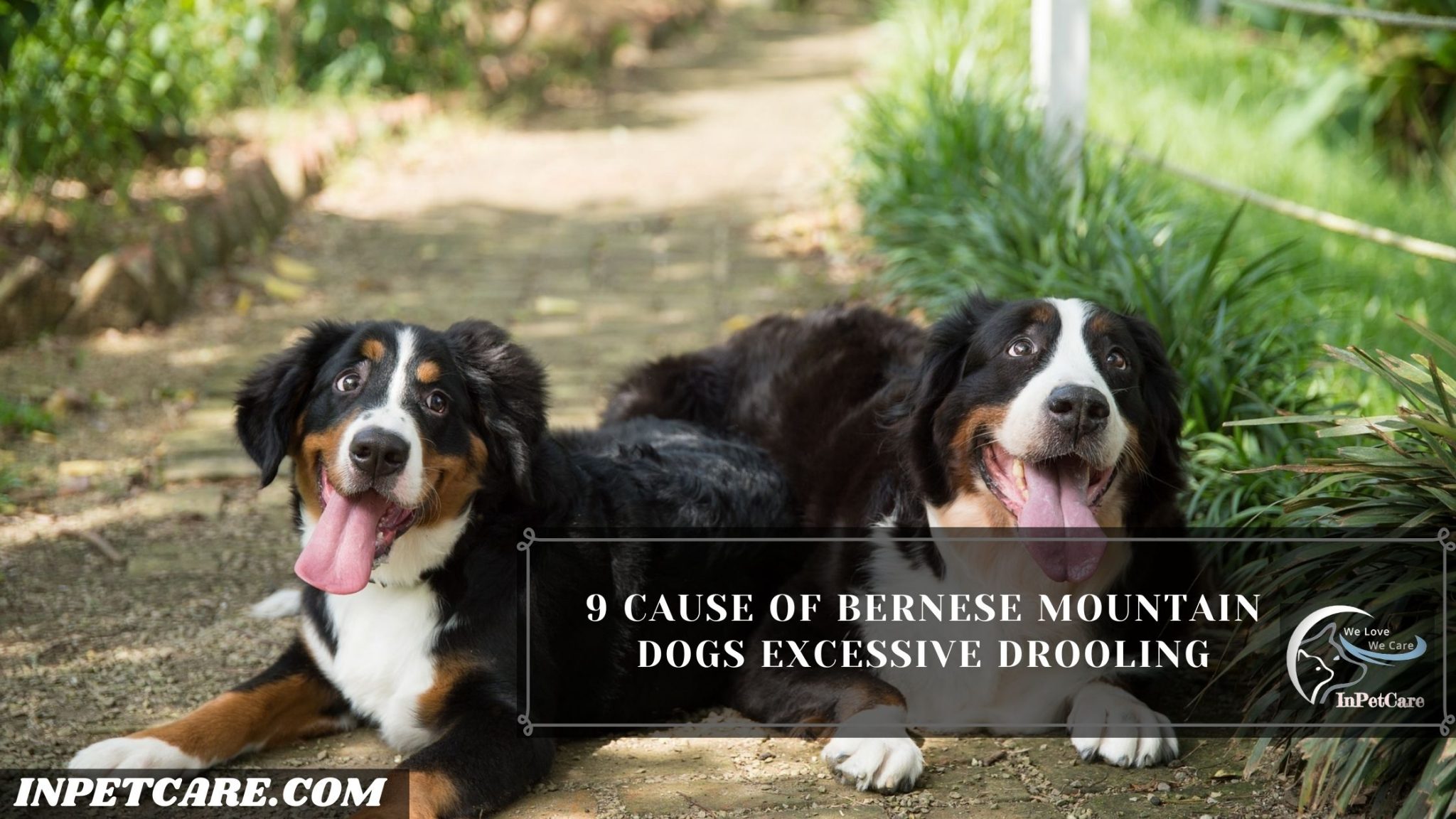 Do Bernese Mountain Dogs Drool? (Tips To Control Drooling)
