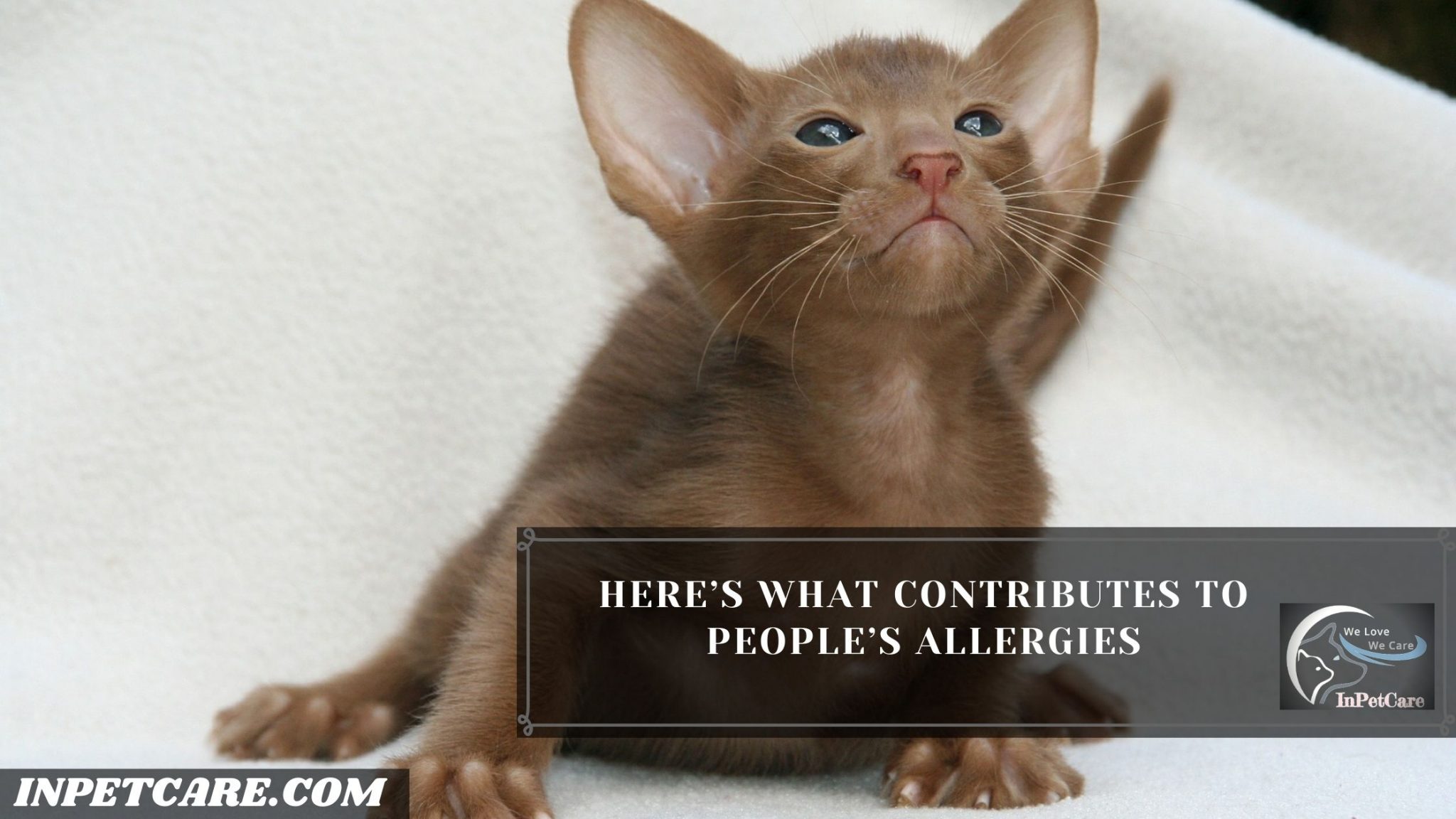 Are Oriental Shorthair Cats Hypoallergenic?