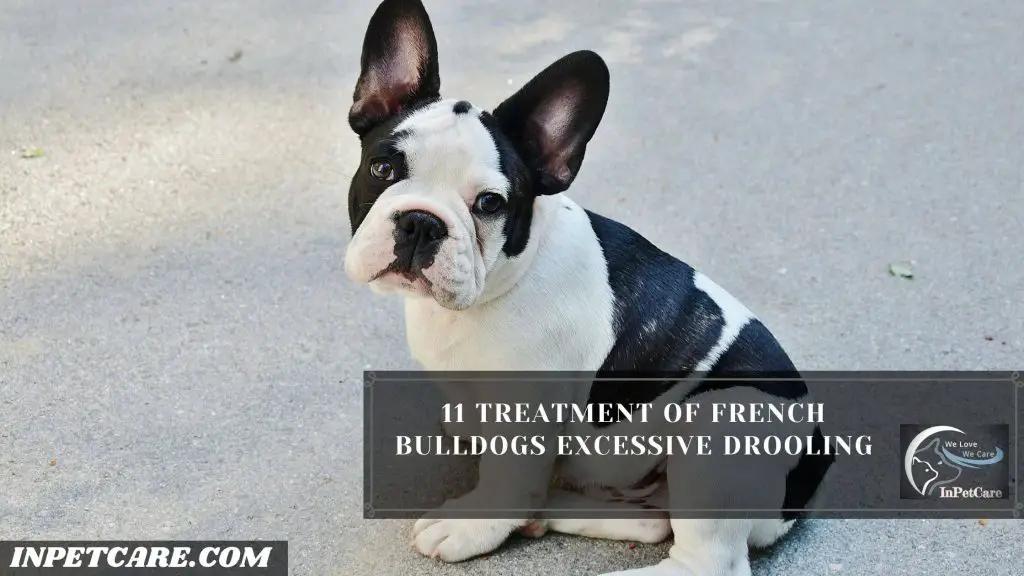 Do French Bulldogs Drool?