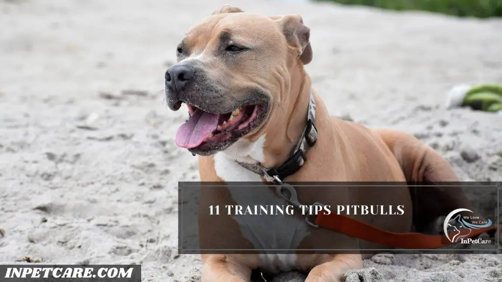 Are Pitbulls Easy To Train