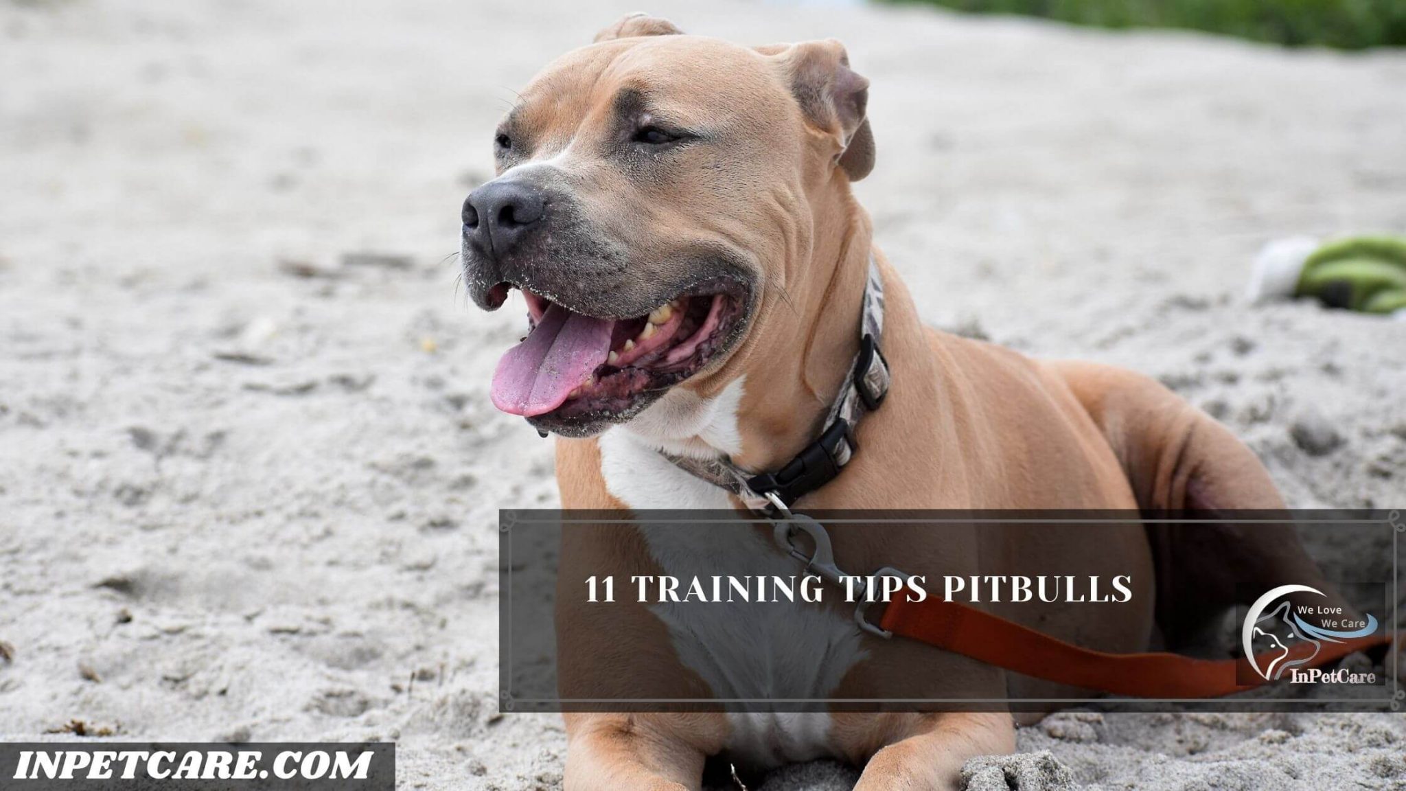 Are Pitbulls Easy To Train? (9 Things You Must Know)