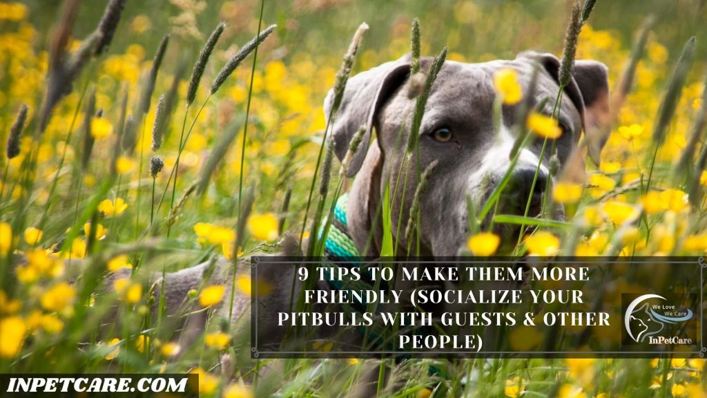 Are Pitbulls Friendly? (9 Tips To Raise A Friendly Pitbull)