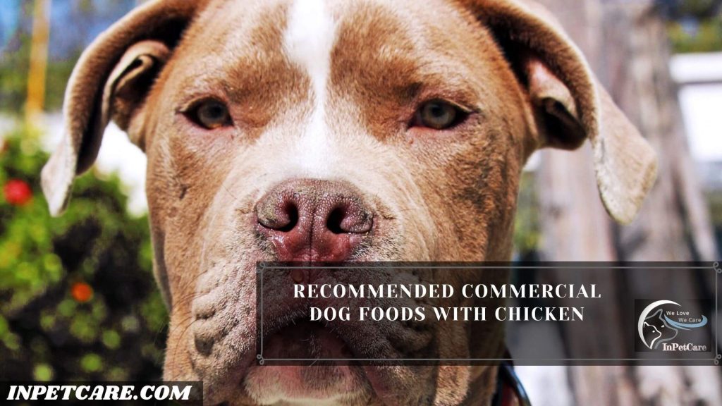 Can Pitbulls Eat Chicken? Can Pitbulls Eat raw Chicken?