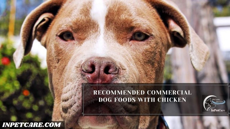 Can Pitbulls Eat Chicken? How Much?