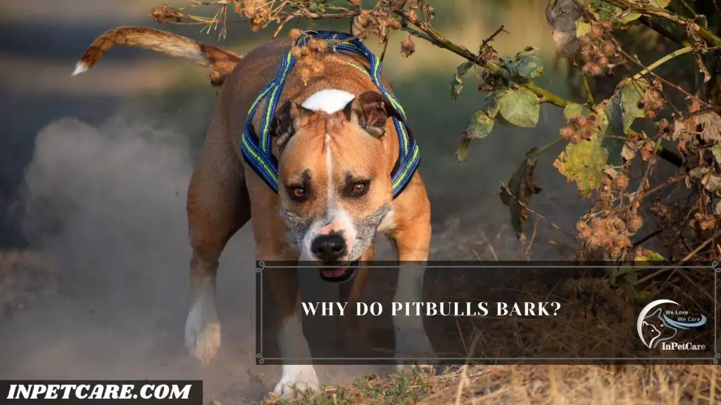 Do Pitbulls Bark A Lot, Why Do Pitbulls Bark A Lot