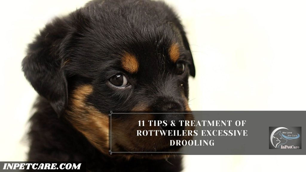 Do Rottweilers Drool?