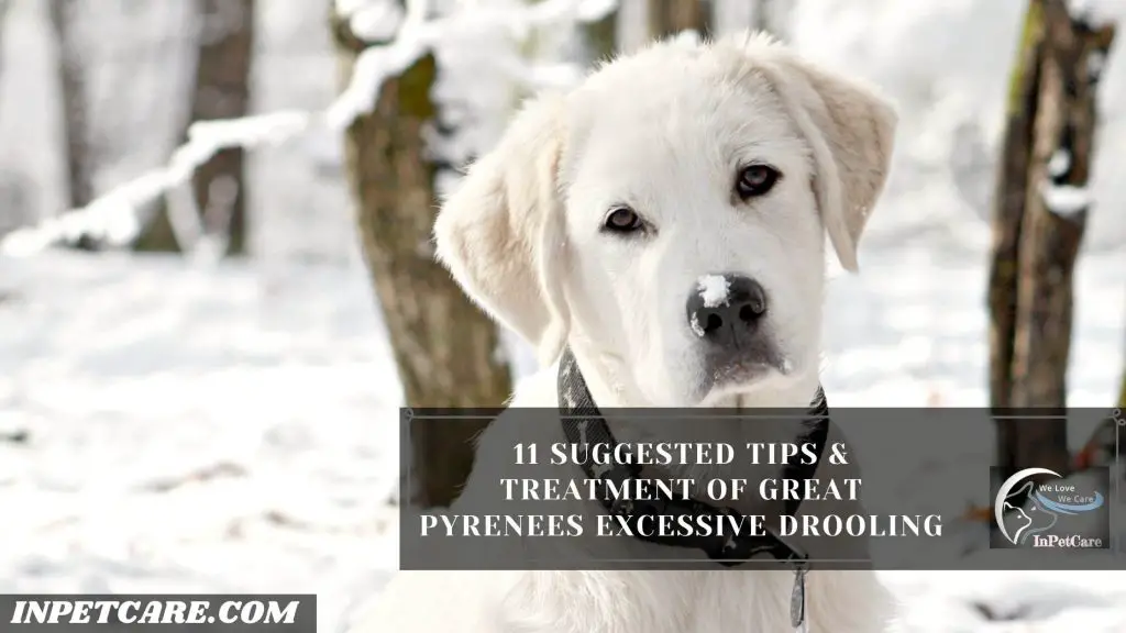 Do Great Pyrenees Drool?