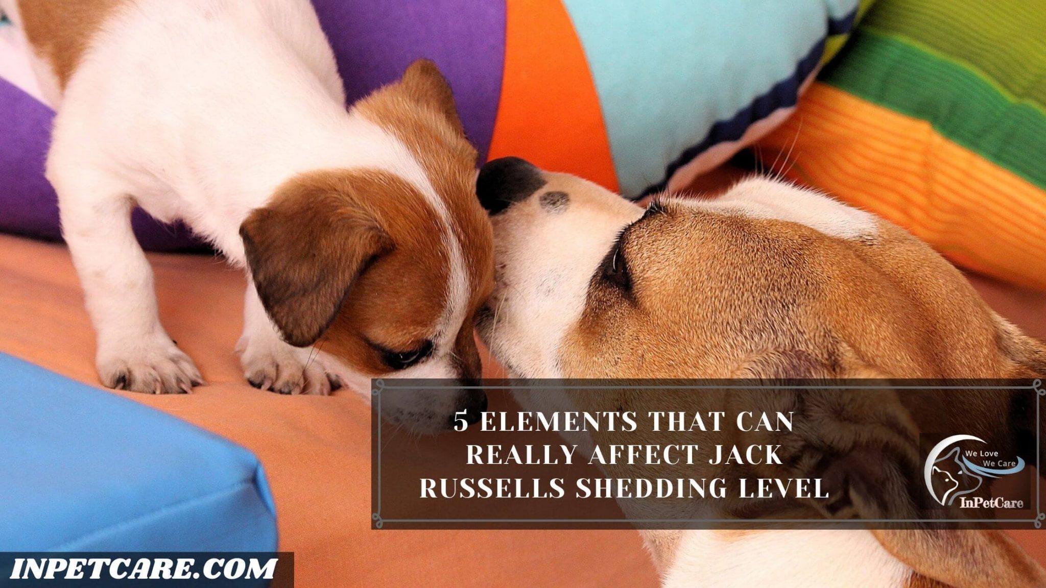 Do Jack Russells Shed? (3 Tips To Control Its Shedding)